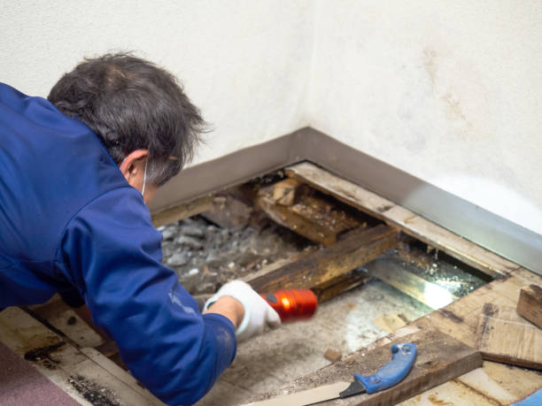 Best Residential Mold Removal  in White River Junction, VT