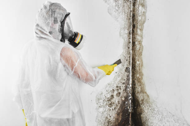 Best Professional Mold Removal  in White River Junction, VT