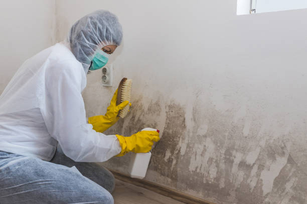 Best Attic Mold Removal  in White River Junction, VT