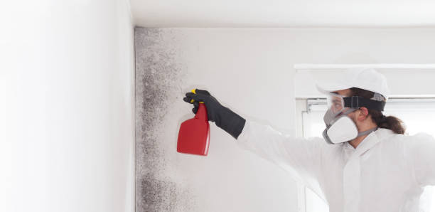 Best Crawl Space Mold Removal  in White River Junction, VT