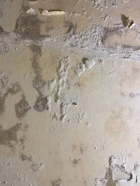 Reliable White River Junction, VT Mold Removal Solutions