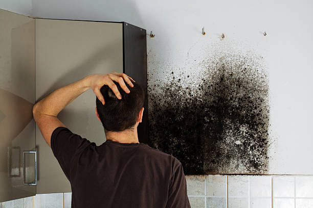 Best Same-Day Mold Removal  in White River Junction, VT