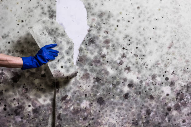 Best Office Mold Removal Services  in White River Junction, VT