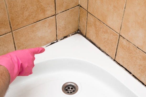 Mold Removal and Inspection in White River Junction, VT